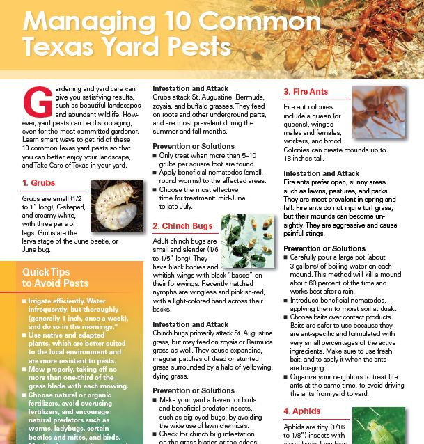 Insects and Pesticides 101: The Basics | Take Care of Texas
